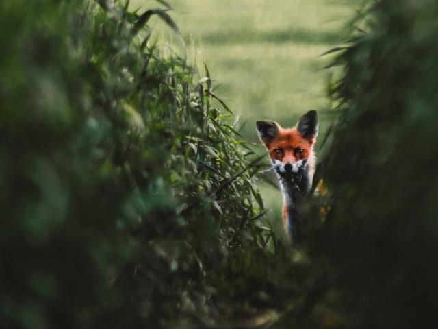fox in field pic