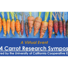 image of multicolored carrots over text "UCANR 2024 Carrot Research Symposium"