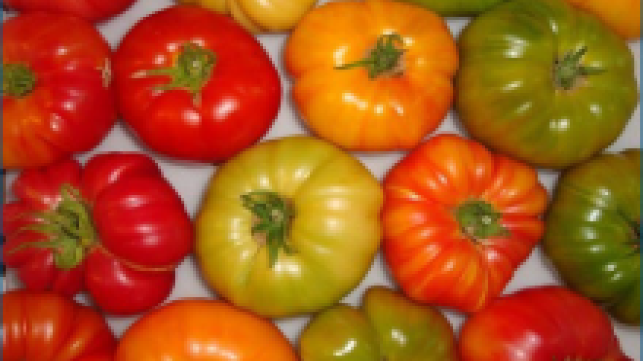 image of red, orange, and green tomatoes