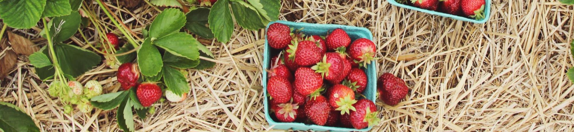 strawberry harvest